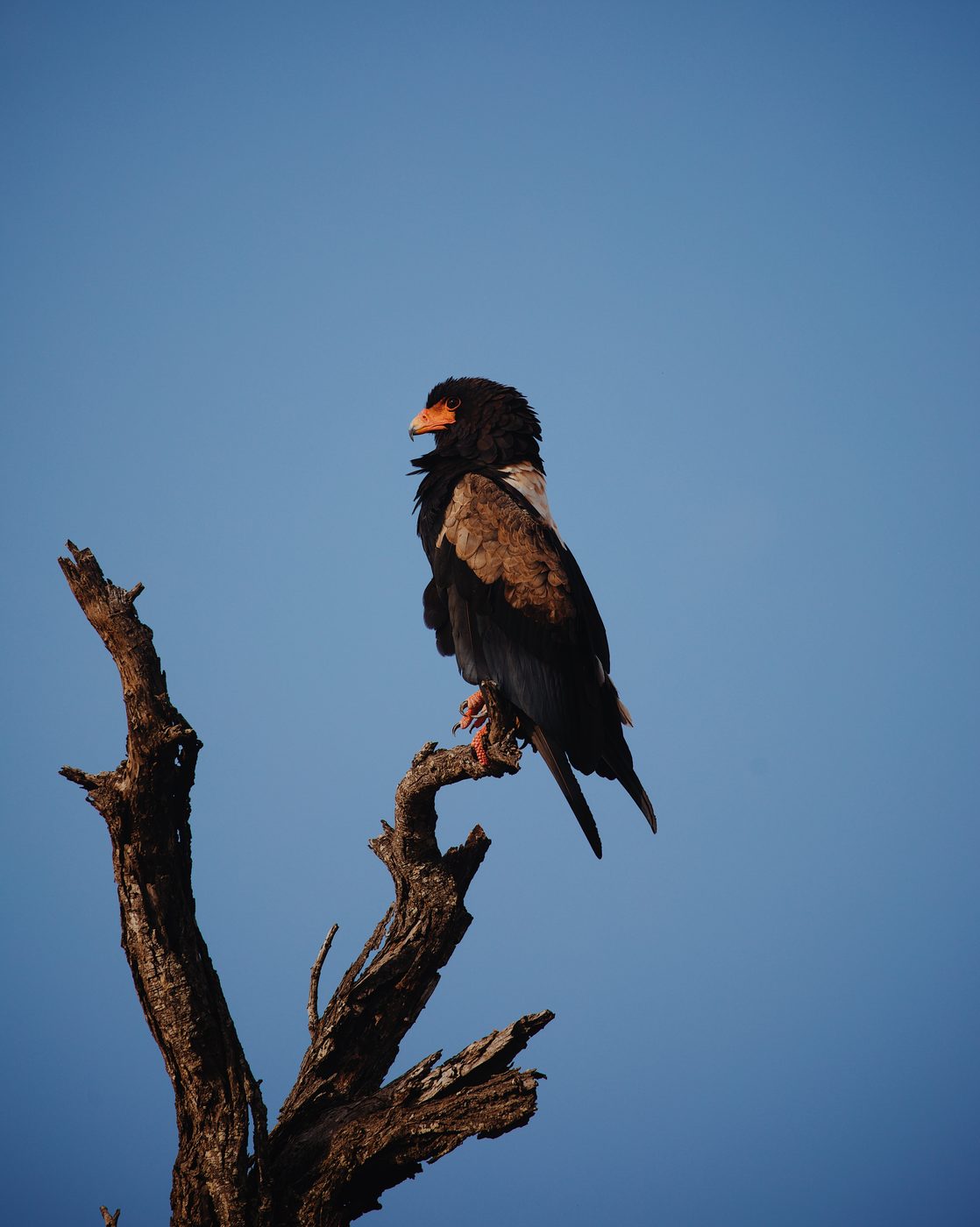A bateleur eagle perched on a bare branch against a blue sky