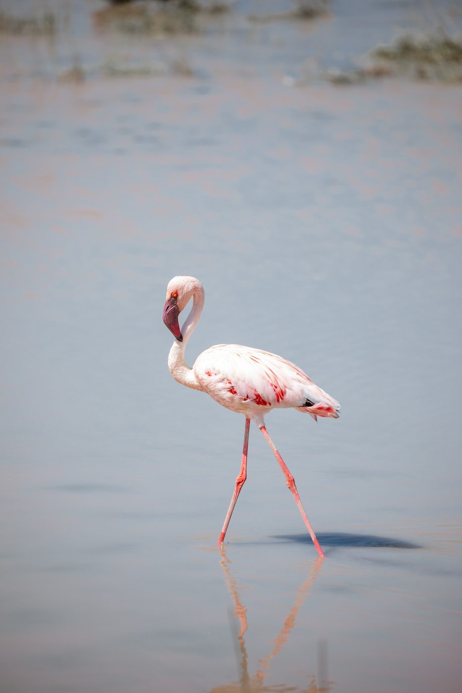 A lesser flamingo wading through shallow water