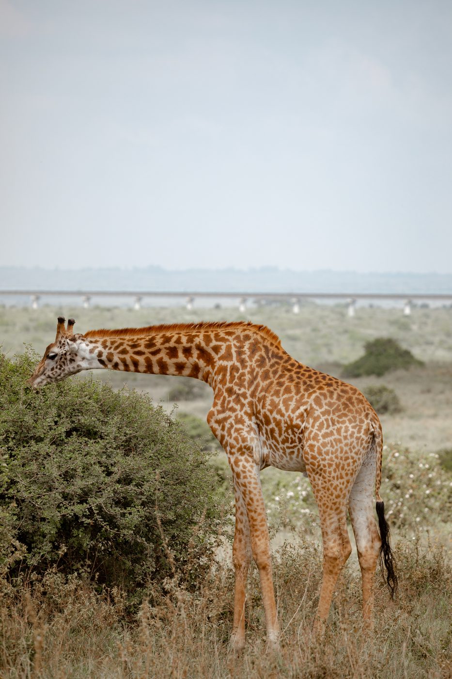 A giraffe browsing acacia on the open plain