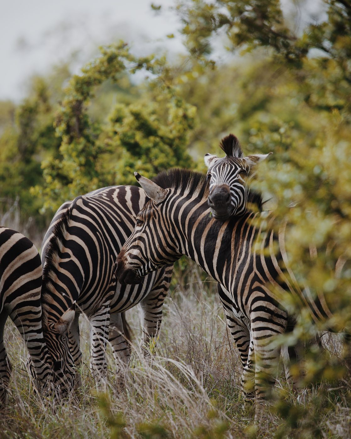 Two zebra standing close together in long grass, one facing the camera